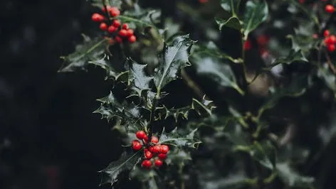 Under The Holly Tree